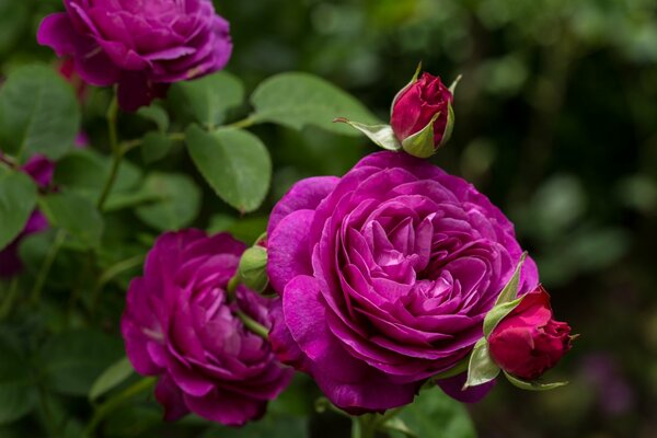 Brotes de hermosas rosas moradas