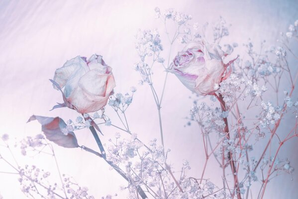 Roses on a background with a frosty blue shade