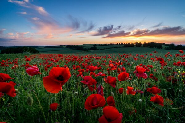 Hermosa puesta de sol en un campo de amapola