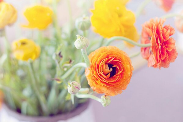 Colorful buttercups with buds in a vase