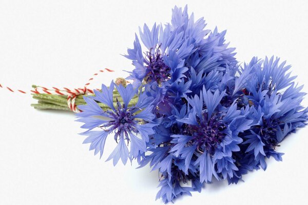 A simple bouquet of blue cornflowers