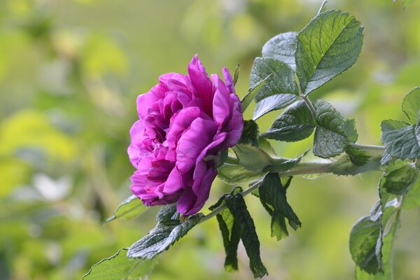 Flor rosa púrpura sobre fondo verde