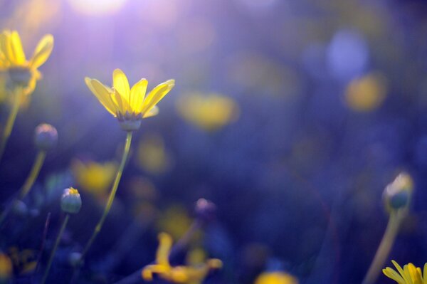 Fleurs jaunes sur fond bleu