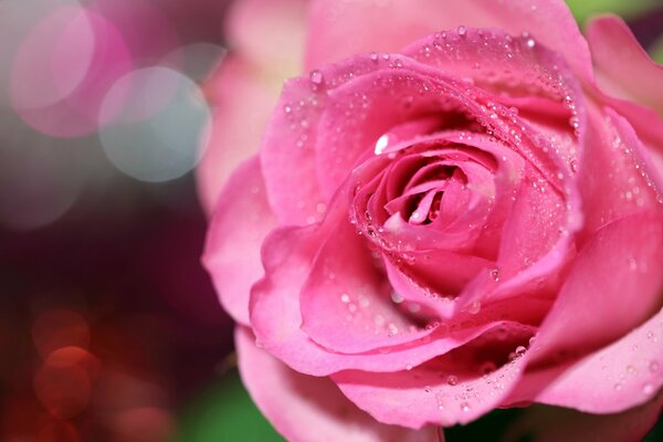 Dew drops fell on the rose petals