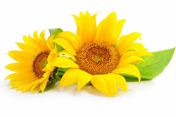 Two sunflower flowers on a white background