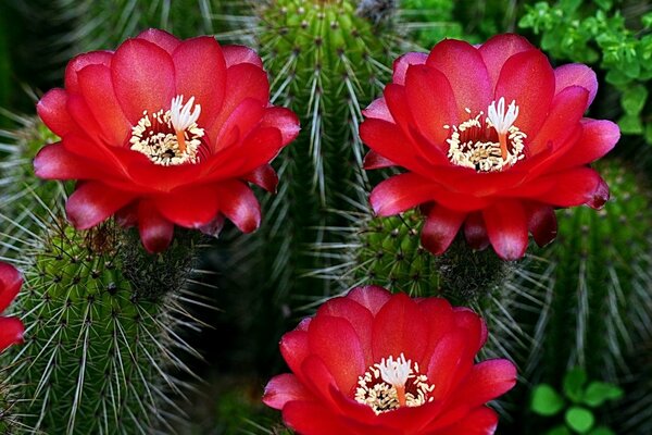 Cactus de floración roja. Con agujas