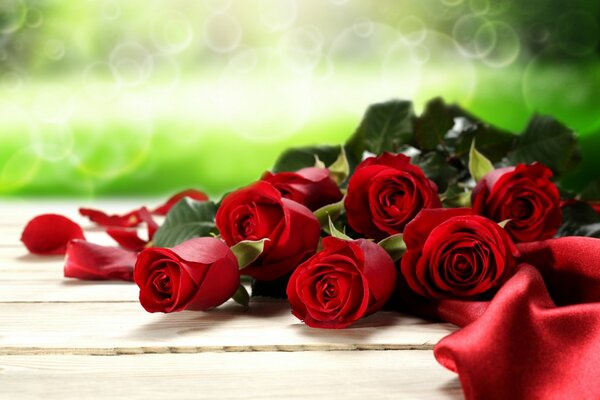 Red roses on a white background