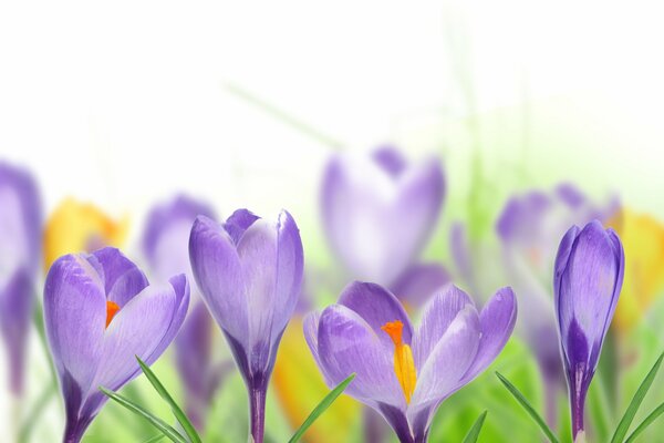 Lilac crocuses on a white background