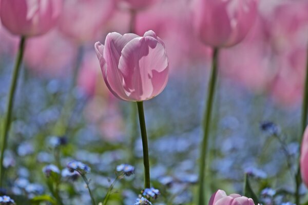 A field of pink tulips and forget-me-nots