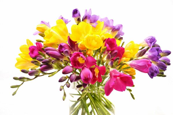 A colorful bouquet of freesias in a vase