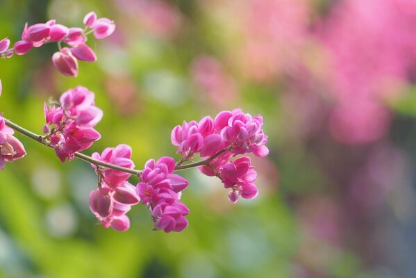 Ramo di un albero con gemme rosa gonfie