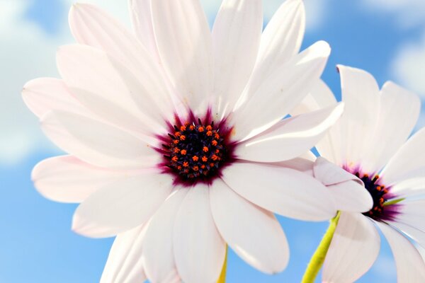 Delicadas flores Rosadas contra el cielo azul