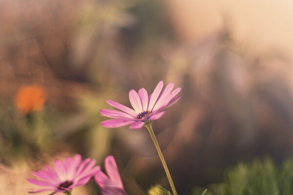 Vollbildbild mit rosa Blüten auf unscharfen Hintergründen