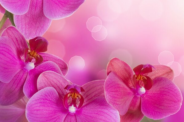 Tres hermosas orquídeas Rosadas