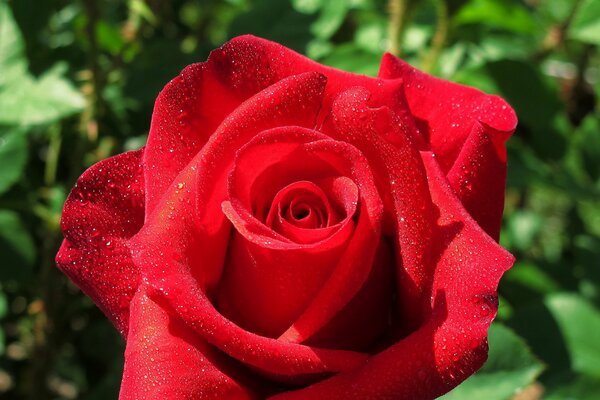 Schicke rote Rosenknospe in Tautropfen