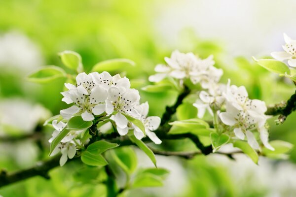 Flores de Manzano en el árbol