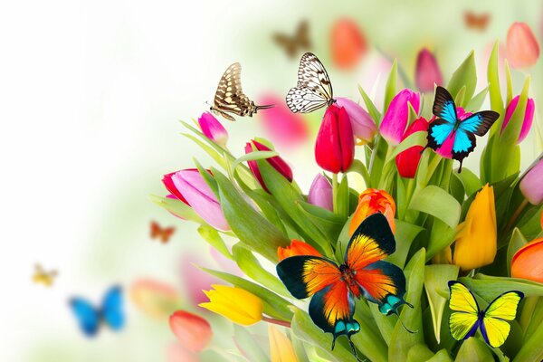 Colorful butterflies in spring on the background of tulip flowers