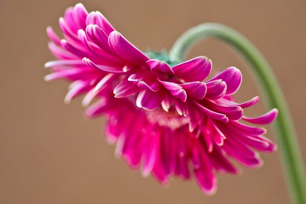 Pétalos de la flor rosada de gerbera