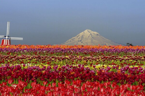 Campo de tulipanes. naturaleza. belleza