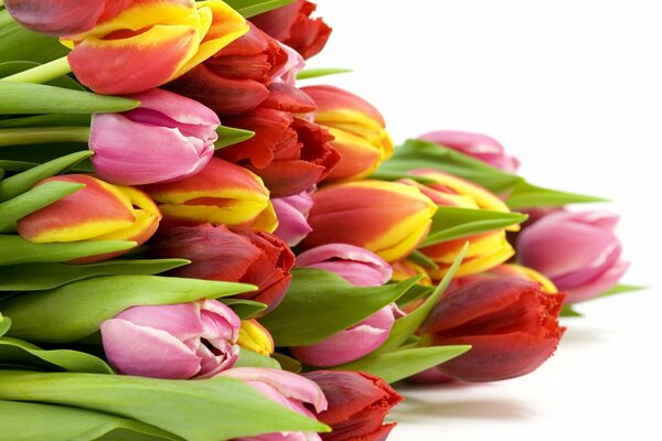 Bouquet of bright spring tulips