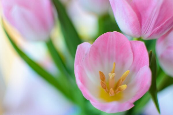 Spring tulip made of pink tulips