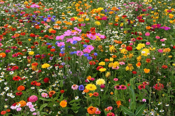 Gänseblümchen und verschiedene Grashalme auf einer schönen Wiese