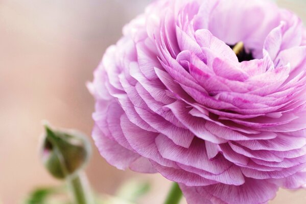 Close-up di ripresa ranuncolo rosa