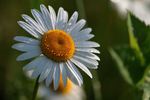 Chamomile with raindrops. Widescreen wallpaper. A white flower. Spring