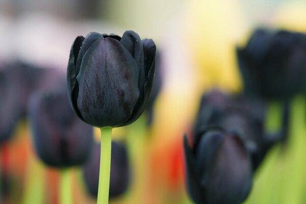 Tulipes noires minces dans le champ