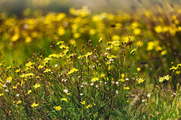 Différentes petites fleurs sauvages