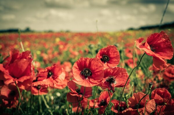 Vaste champ de coquelicots rouges