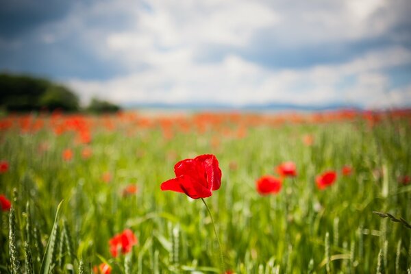 Tulipanes rojos entre el verde de los campos