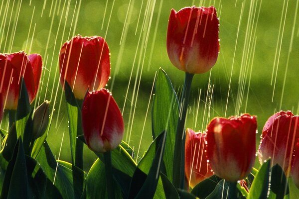 Tulipes rouges sous la pluie d été