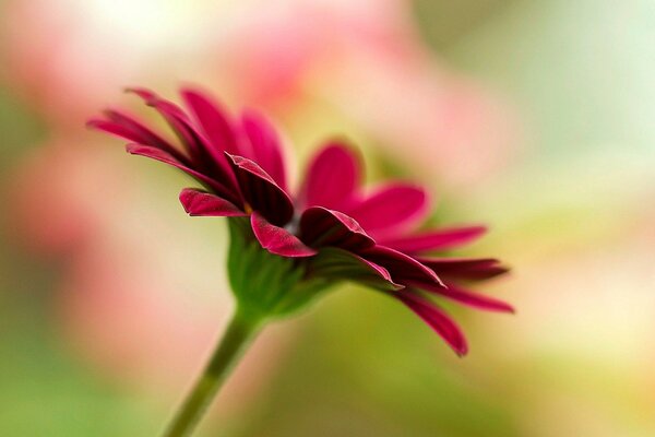 Die Gerbera-Blume streckt sich in die Sonne