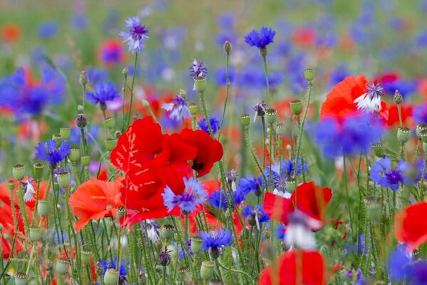 Mehr Feld von Mohn und Kornblumen