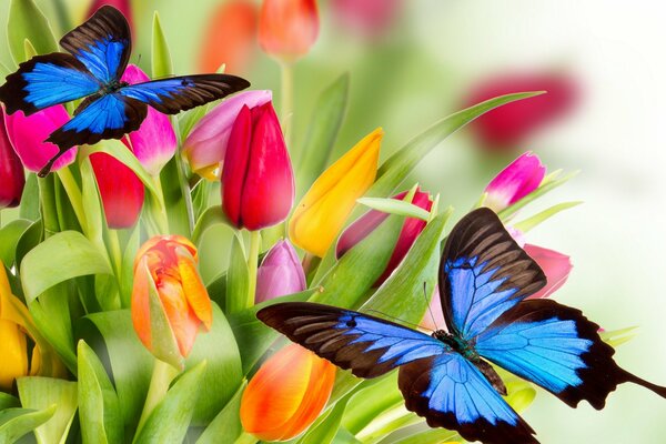 Papillons assis sur un bouquet de tulipes