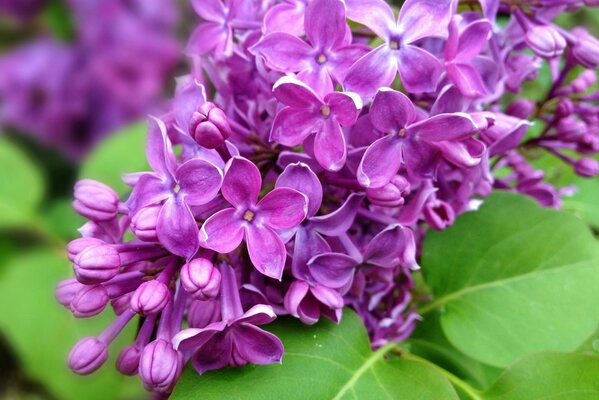 Nature printanière sur fond de branche de lilas