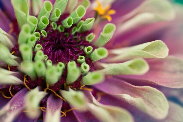 Fleur Dahlia avec pétales roses