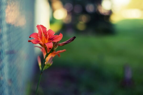 Flor roja solitaria. Papel pintado de gran formato. Fotografía de calidad. Desenfoque