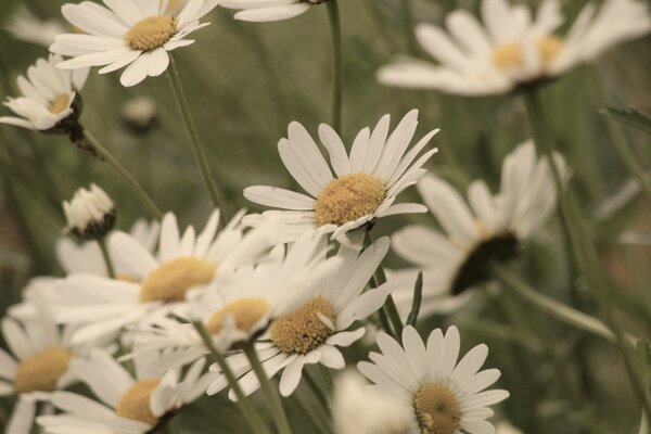 A lot of white field daisies with yellow in the middle and a gloomy day