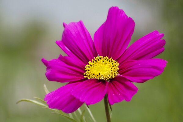 Cosmea rosa con il centro giallo su verde