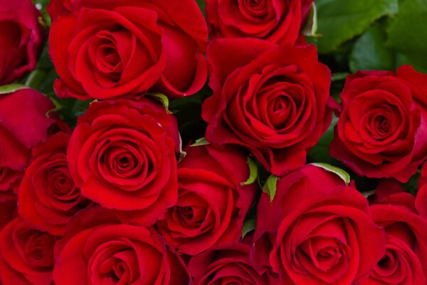 Bouquet of red rose buds