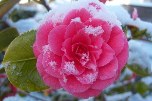 Kamelie unter dem Schnee, ein Wunder der Wunder