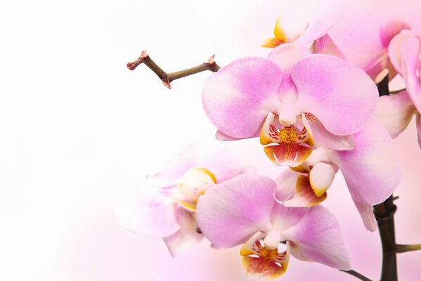 A pale pink orchid. Light background