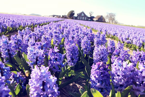 A field of lilac hyacinths and a house