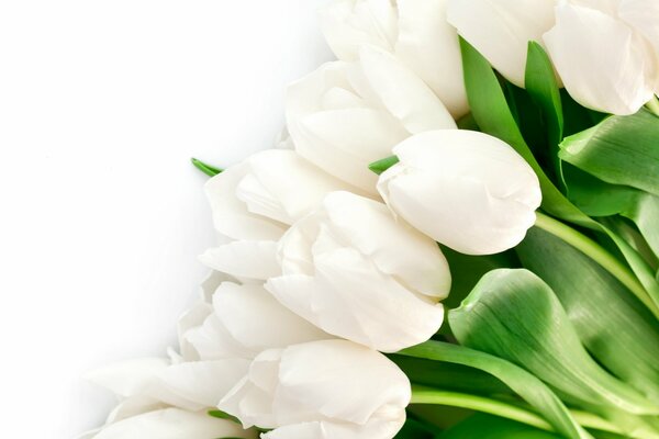 Bouquet of snow-white tulips on a white background