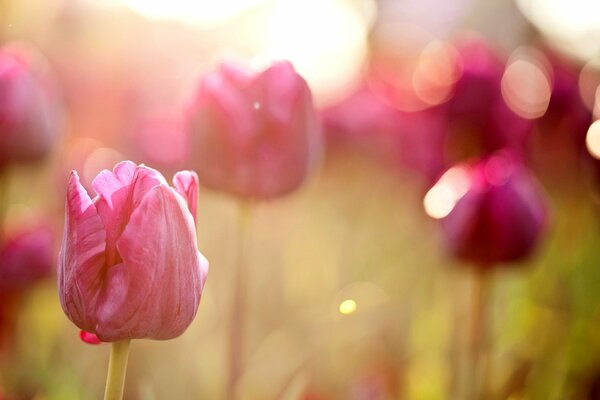 Illuminated field of pink tulips