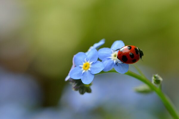 Coccinelle assise sur les Myosotis