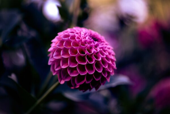 A crimson dahlia flower in macro photography