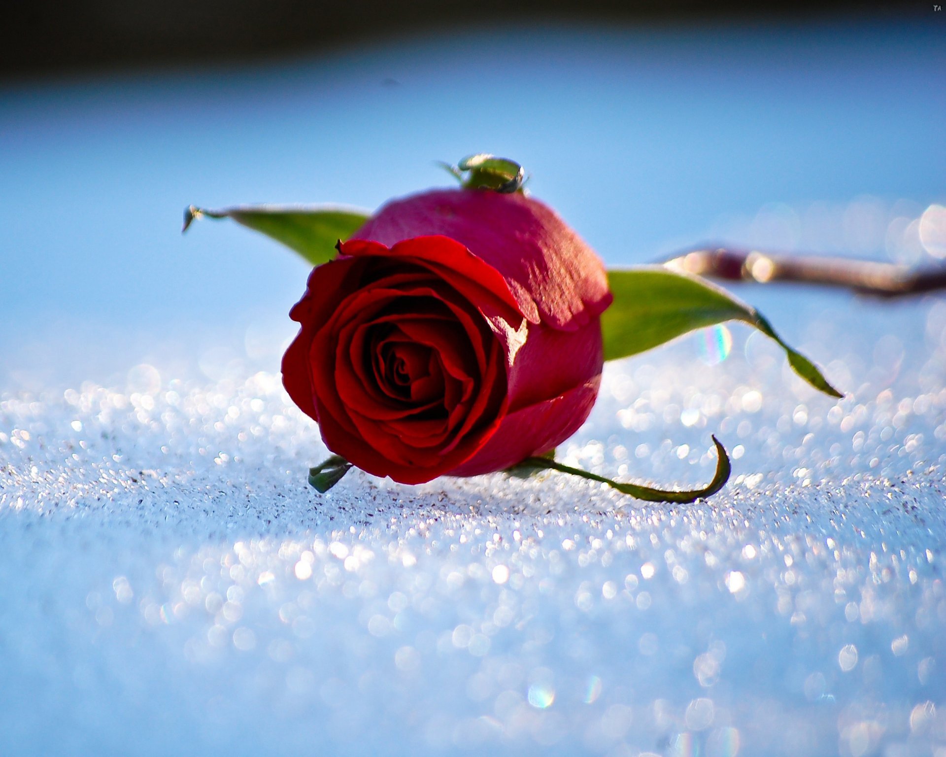 rose snow winter